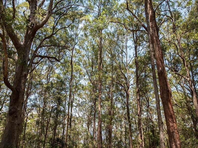 Maleny QLD 4552