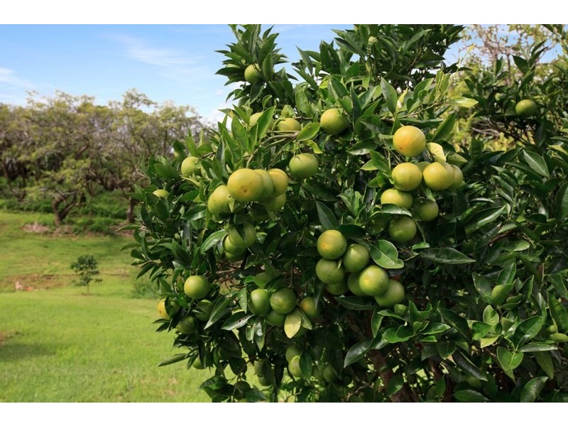 38 Flaxton Mill Road, Flaxton QLD 4560