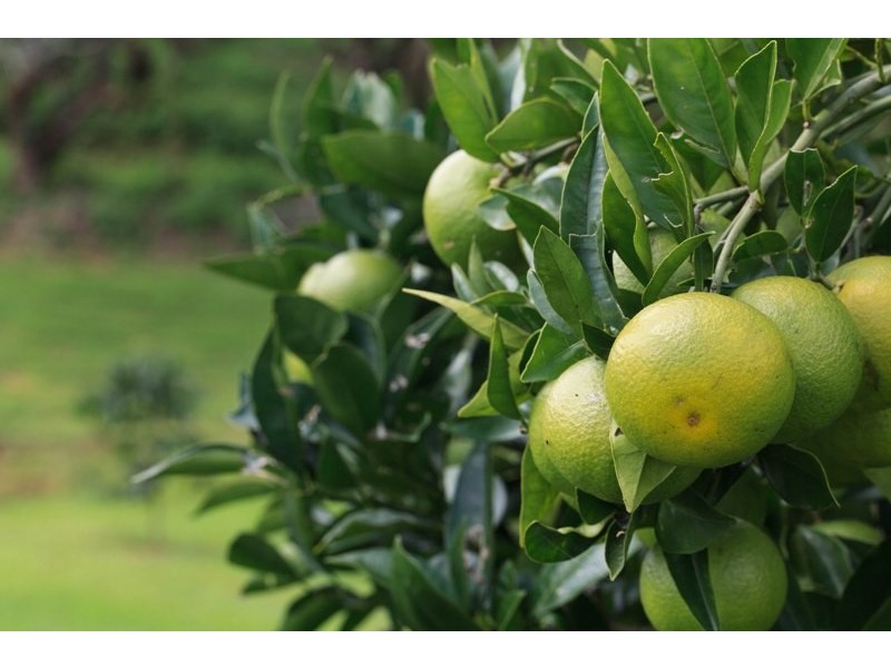 38 Flaxton Mill Road, Flaxton QLD 4560