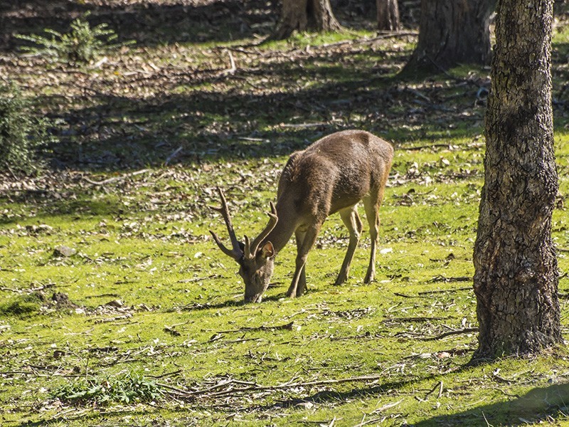 Mount Samson QLD 4520