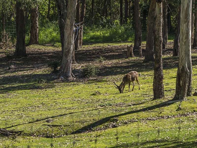 Mount Samson QLD 4520