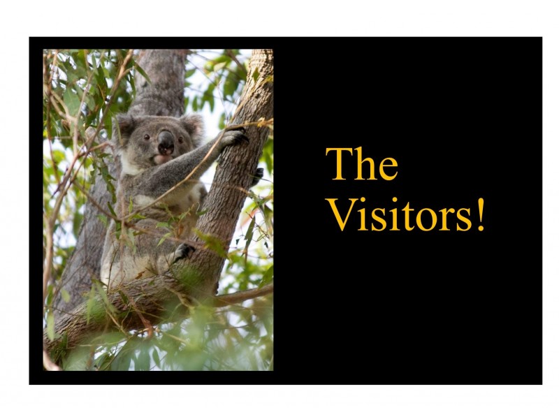 31 Larwood Place, Ferny Hills QLD 4055