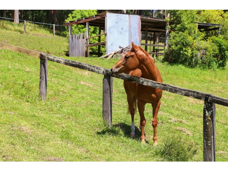 1/54 Coachwood Road, Matcham NSW 2250
