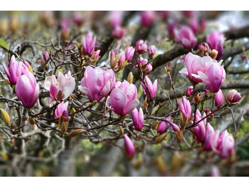 27 Turpentine Street, Wyoming NSW 2250