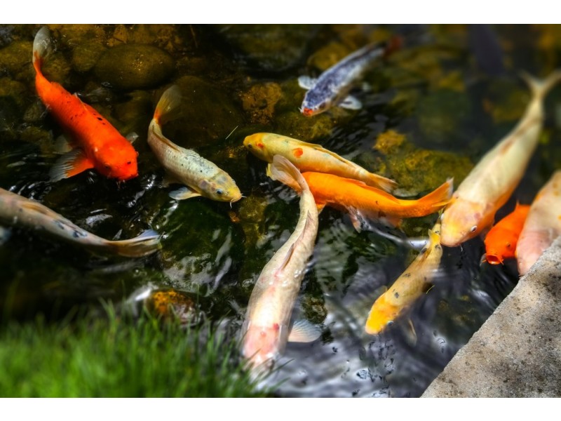 221 Wattle Tree Road, Holgate NSW 2250