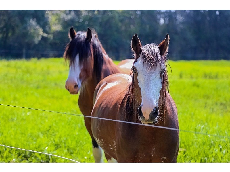 Prop Lot 2/970 Wisemans Ferry Road, Somersby NSW 2250