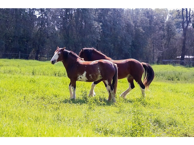 Prop Lot 2/970 Wisemans Ferry Road, Somersby NSW 2250