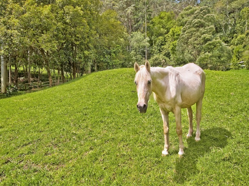 393 Oak Road, Matcham NSW 2250