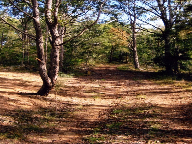 Lot 300 Rose Hill Lane, Yarramalong NSW 2259