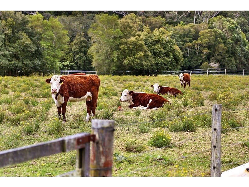 582 Yarramalong Road, Wyong Creek NSW 2259