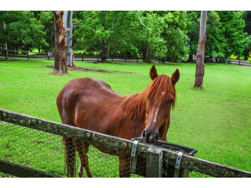 230 Oak Road, Matcham NSW 2250