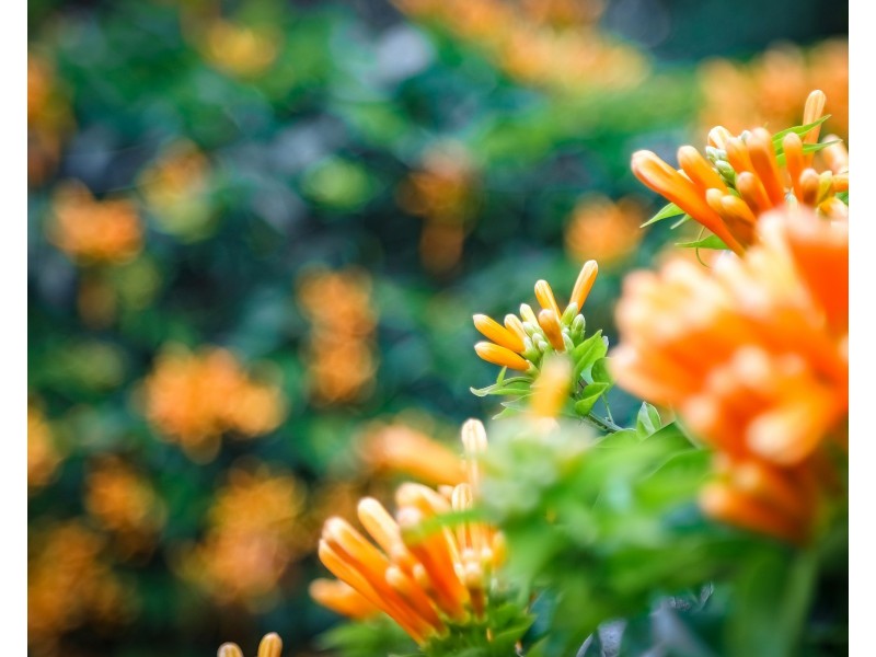 242 Wattle Tree Rd, Holgate NSW 2250