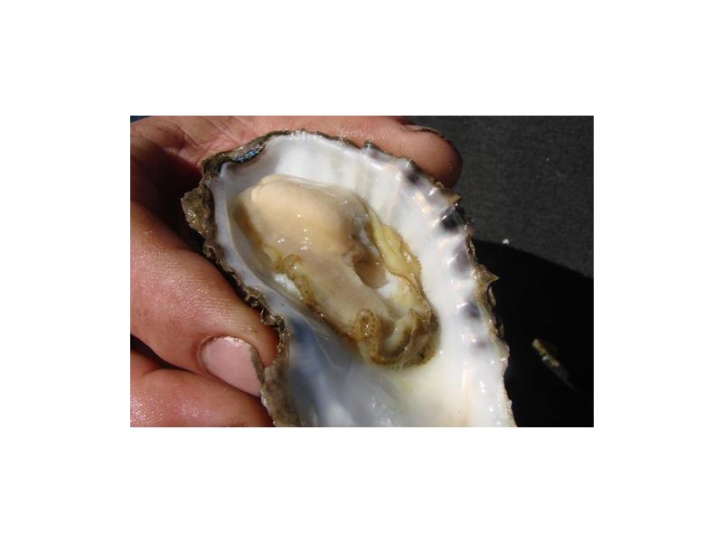 Shed 139 Lattas Point Road, Batemans Bay NSW 2536