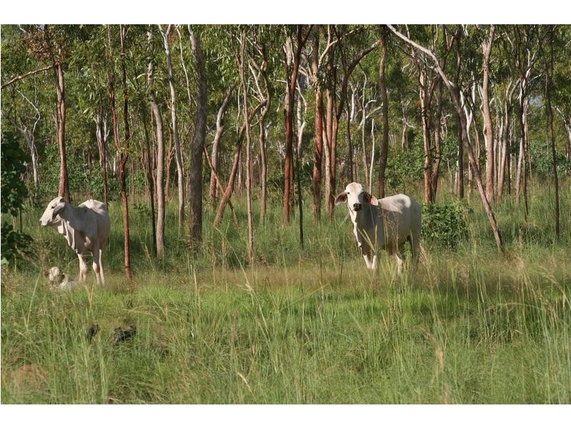 Dry River Gorrie Road, Katherine NT 0850