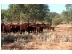 Frome Downs  170km North of Yunta, Adelaide SA 5000