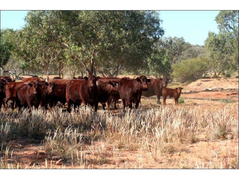 Frome Downs  170km North of Yunta, Adelaide SA 5000