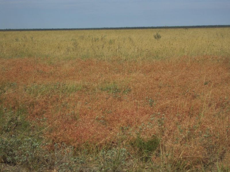 “MURRANJI” STATION, Elliott NT 0862