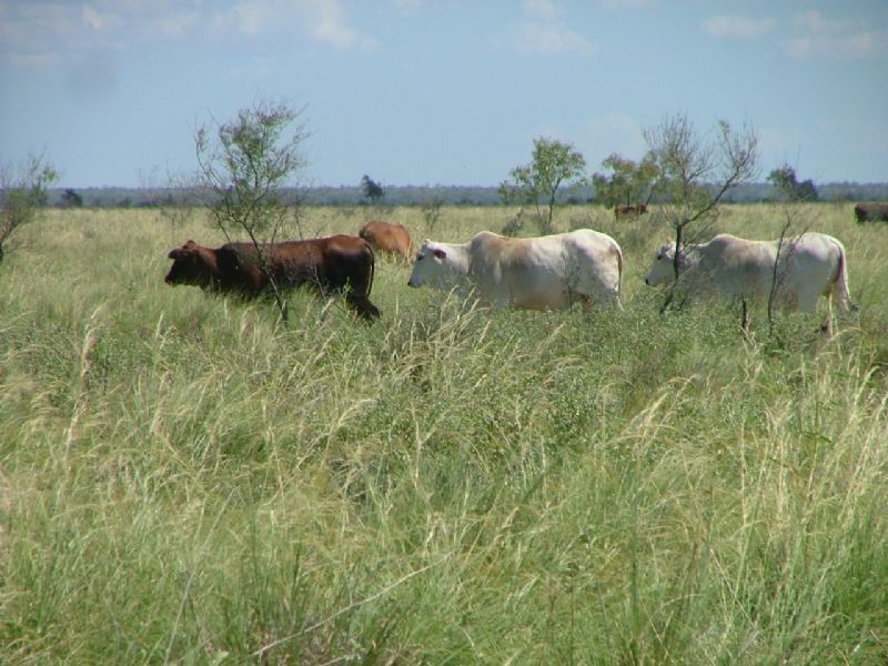“MURRANJI” STATION, Elliott NT 0862