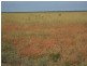 “MURRANJI” STATION, Elliott NT 0862