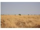 “MURRANJI” STATION, Elliott NT 0862
