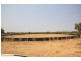 “MURRANJI” STATION, Elliott NT 0862