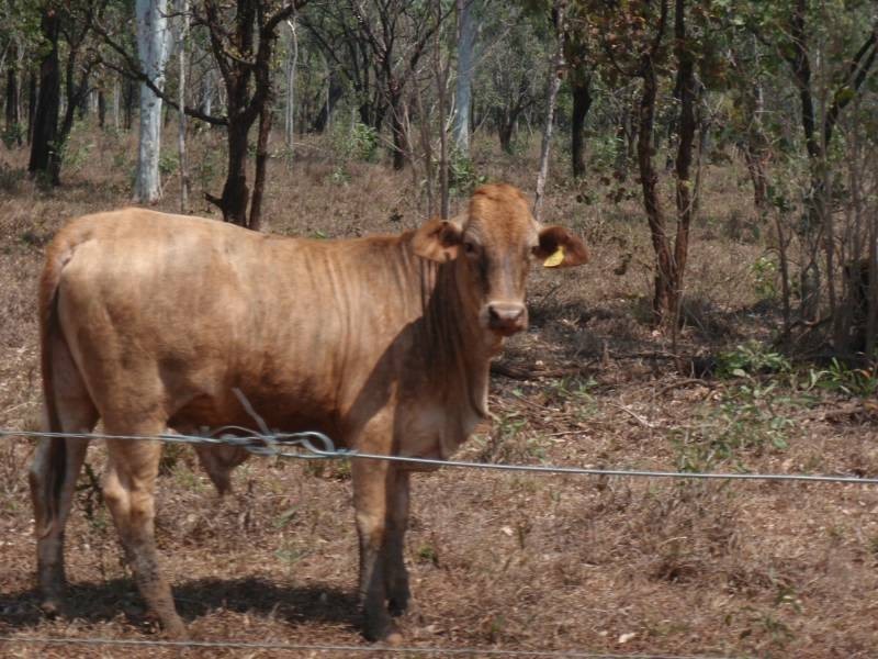 0 Oolloo Road, Douglas Daly, Katherine NT 0850