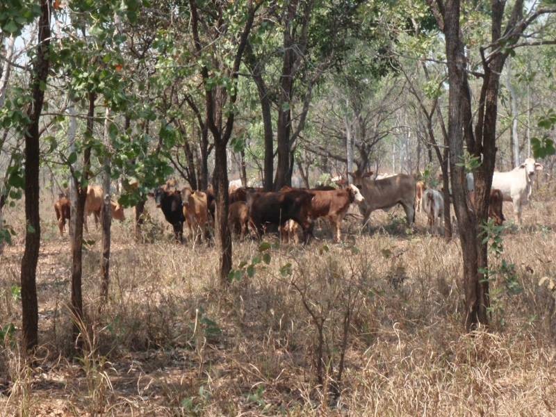 0 Oolloo Road, Douglas Daly, Katherine NT 0850