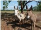740 Florina Road, Katherine NT 0850
