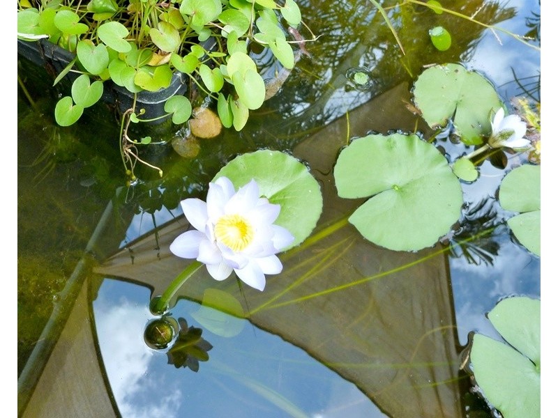 12 Forscutt, Katherine NT 0850