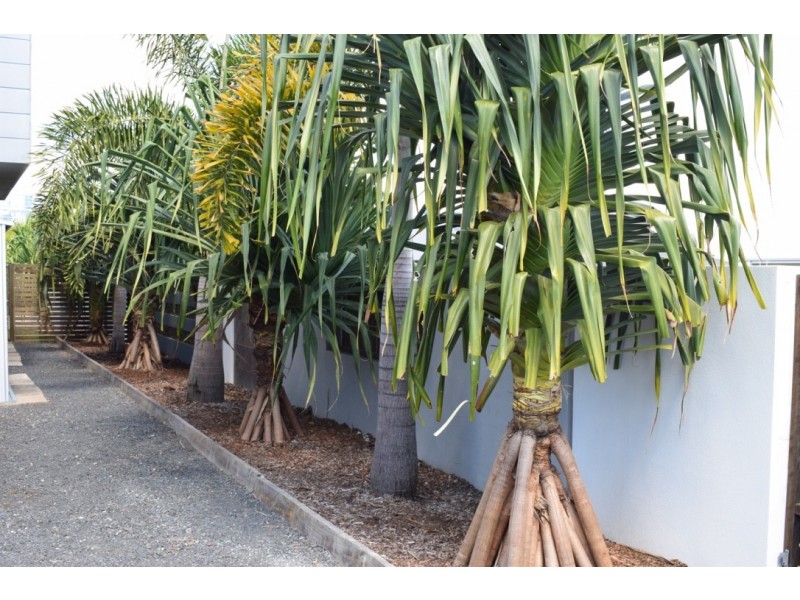 16 Davis Drive, Kawungan QLD 4655