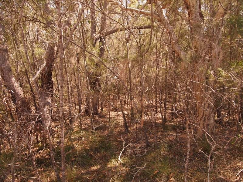 38 Ti Tree Rd East, Booral QLD 4655