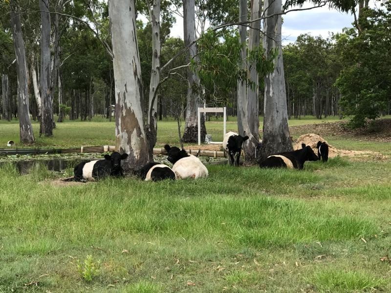 12 Burrum River Road, Torbanlea QLD 4662