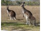 10 Whimbrel Place, Boonooroo QLD 4650