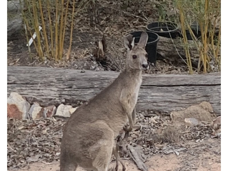 16 Miller Crescent, Burrum Heads QLD 4659