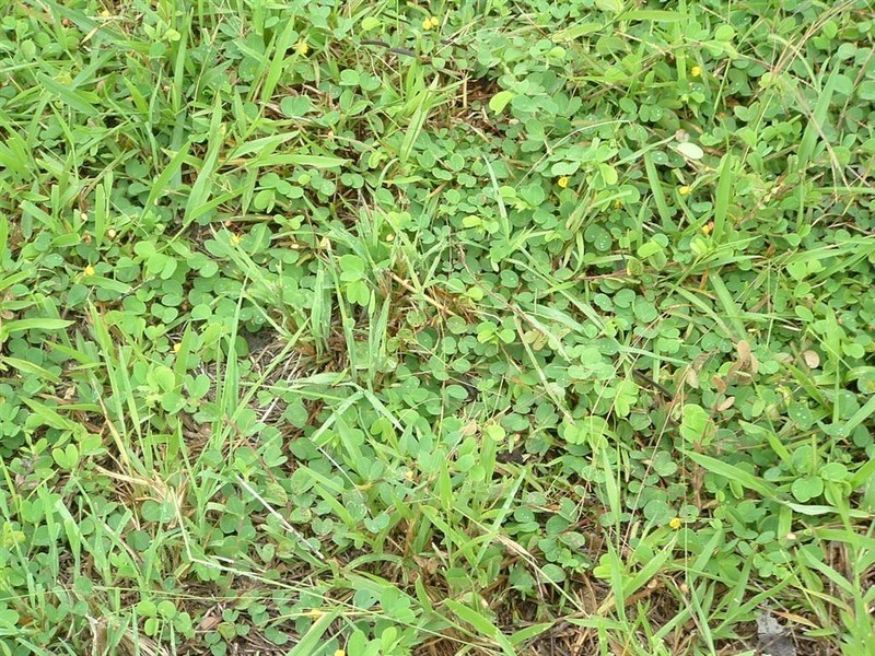 Bunya Creek QLD 4655