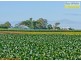 Tinana QLD 4650