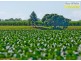 Tinana QLD 4650