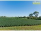 Tinana QLD 4650