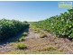 Tinana QLD 4650