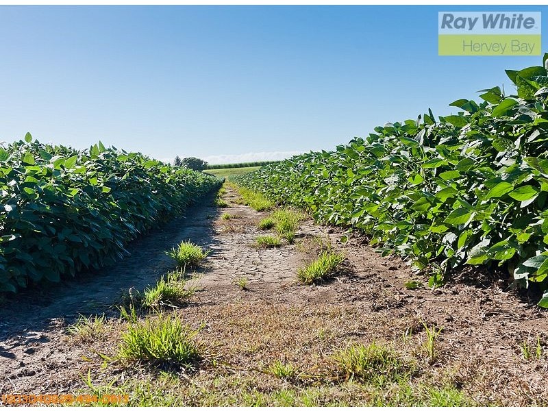 Tinana QLD 4650