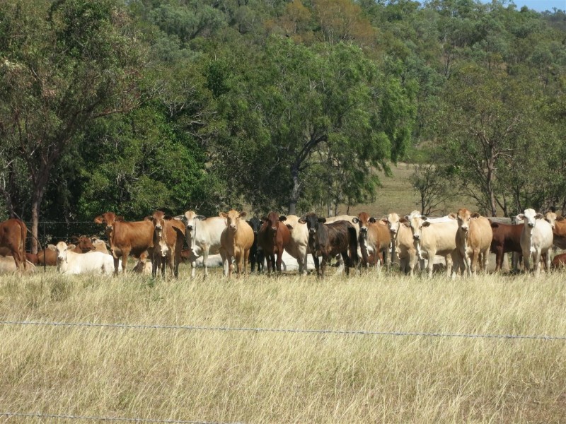 983 “Moonkan Park” Sandy Creek Road, Bushley QLD 4702
