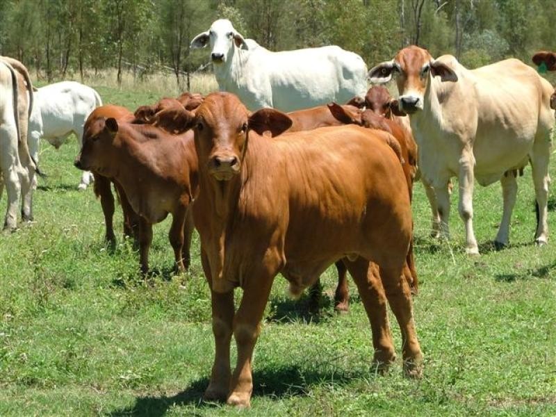 1475 Glendarra Road, Dingo QLD 4702