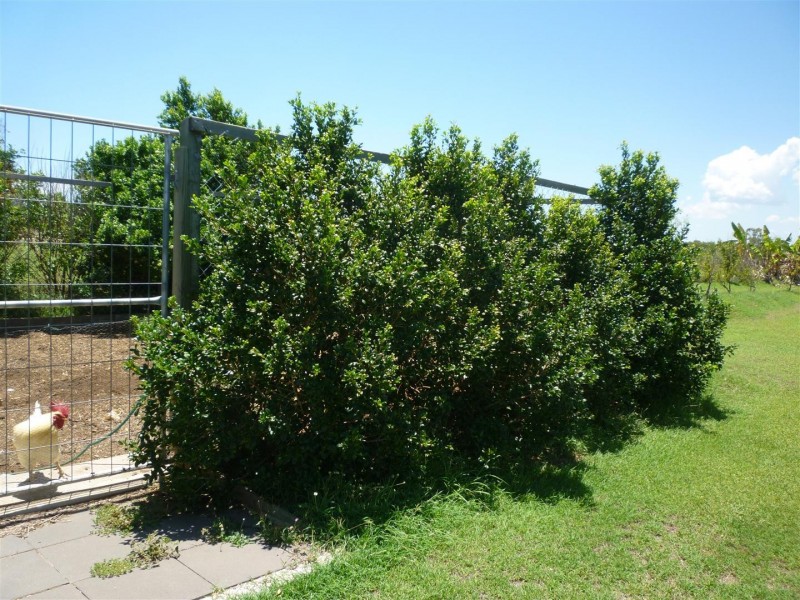 42 Ingram Drive, Gracemere QLD 4702