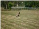 124 Lucas Street, Gracemere QLD 4702