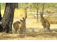 63 Kroombit Drive, Bouldercombe QLD 4702