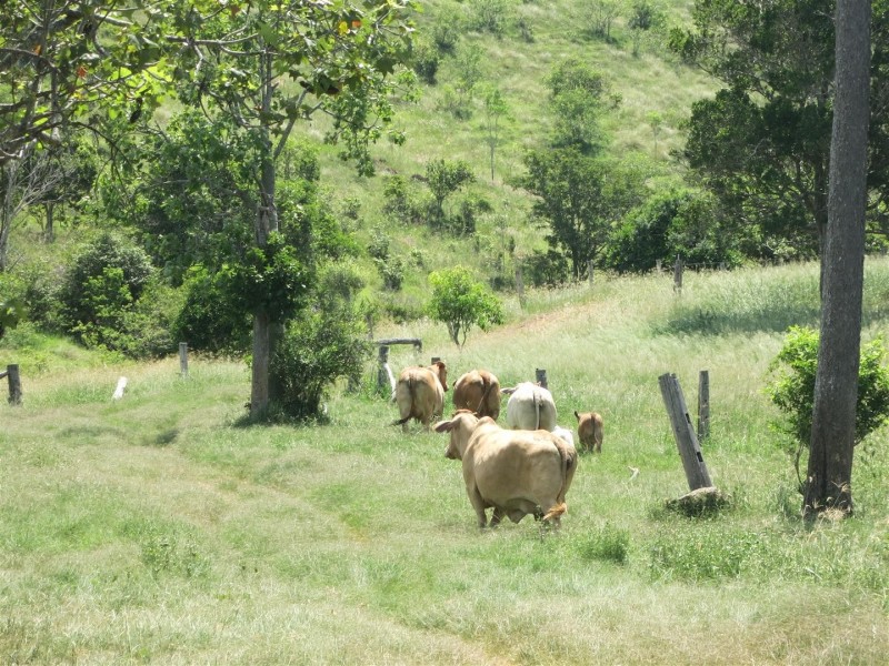 469 Cedarvale Loop Road, Bracewell QLD 4695