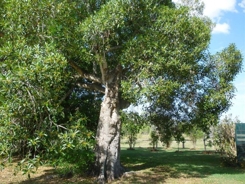 577 Gavial-Gracemere Road, Gracemere QLD 4702