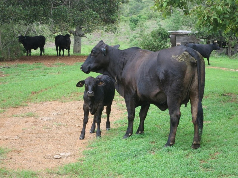 161 Pollocks Road, Bracewell QLD 4695
