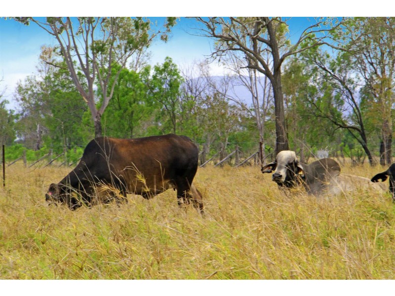 233 Allen Road, Gracemere QLD 4702