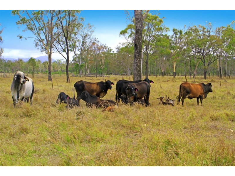 233 Allen Road, Gracemere QLD 4702